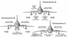 Modelsvit 72044 Sukhoi Su-17M3 Early vers. advanced fighter 1/72